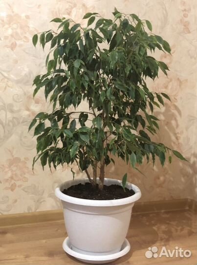 Бенджамина пестролистный