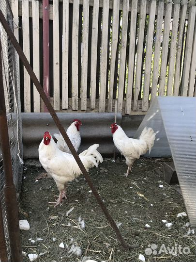 Петухи Пушкинской породы