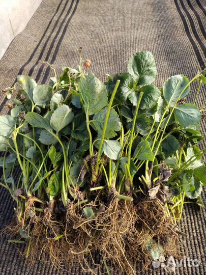 Рассада ремонтантной клубники