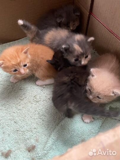 Отдам милых котят в добрые руки