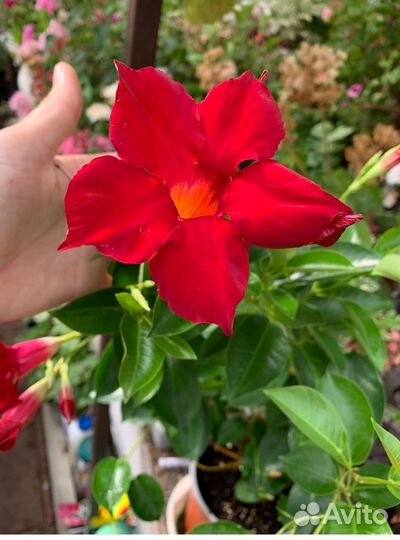 Дипладения Classic Red