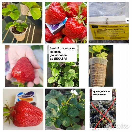 Саженцы клубники для умных