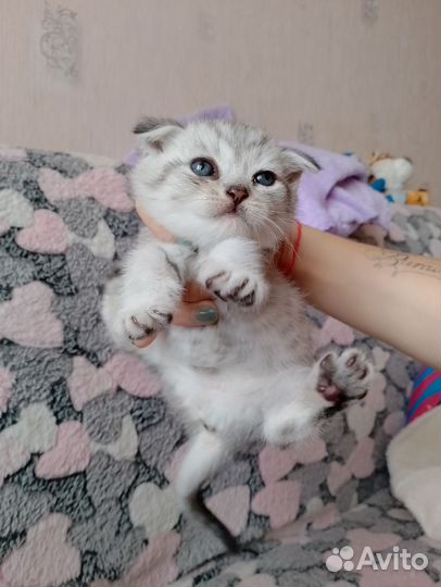 Шотландские котята