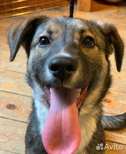 Собачка-невеличка Мотя - в дар