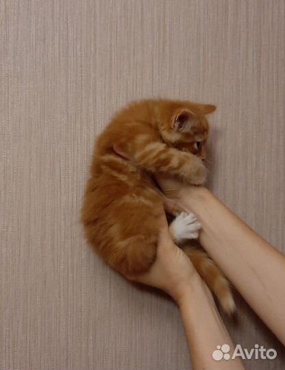 Ярко-рыжий котёнок Майк в поисках семьи