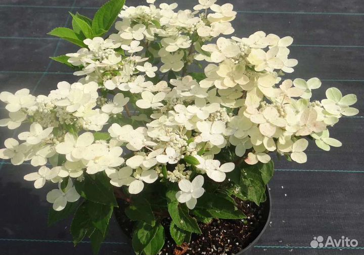 Гортензия метельчатая Полистар