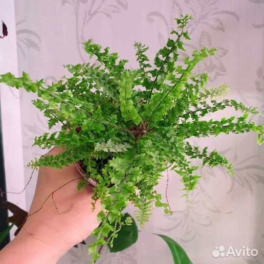 Комнатные растения, цветы