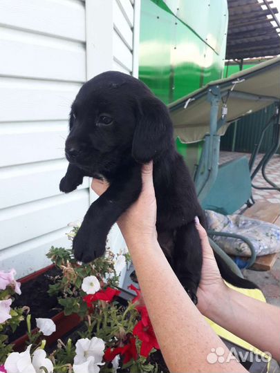 Щенки лабрадора