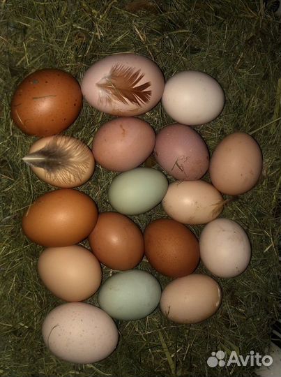 Инкубационное яйцо Маран Амераукана Билефельдер