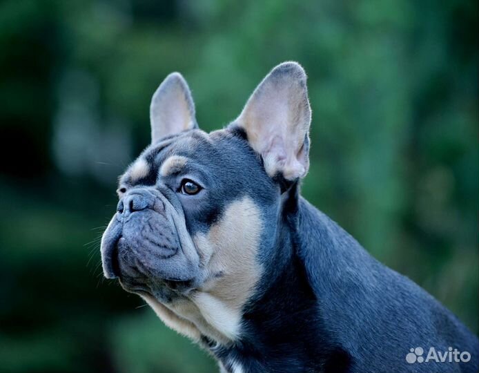 Французики на вязку