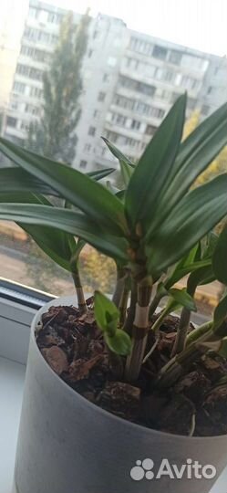 Орхидея Дендробиум кинг Берри ода (детки)