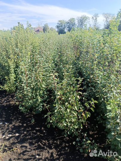 Плодовые-Кустарники-декорация