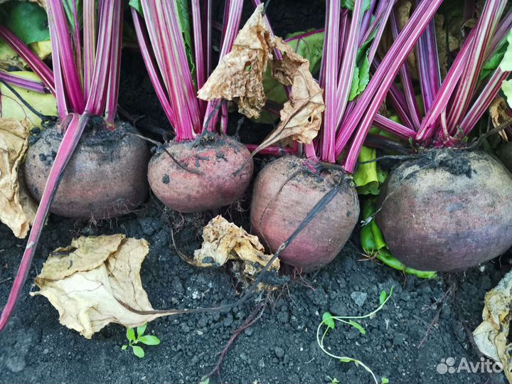 Свекла столовая (только с грядки)