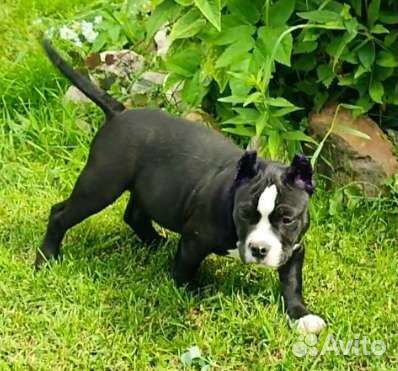 Американский булли abkc/idbc