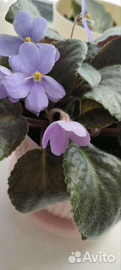 Комнатные цветы