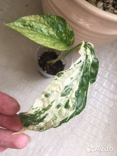 Эпипремнумы (Сциндапсусы) сортовые