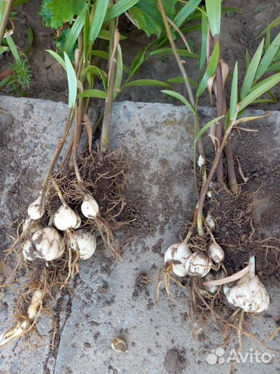 Лилии жёлтые, луковицы