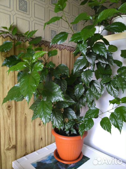 Гибискус махровый