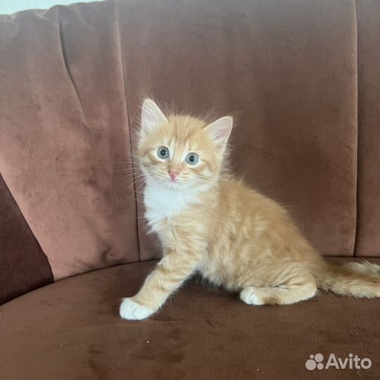 Отдам котенка (2 котика) в хорошие руки бесплатно