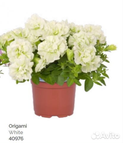 Вегетативная петуния, рассада овощей