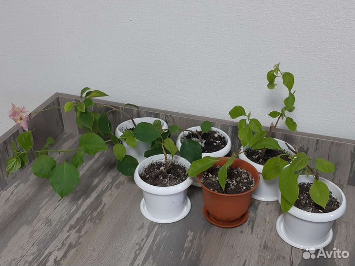 Бугенвиллия