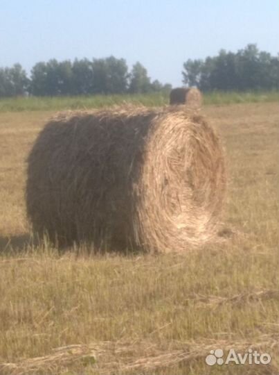 Продам сено в рулонах