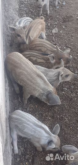 Венгерская мангалица