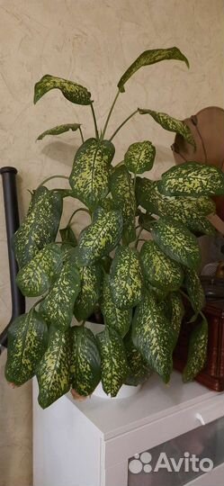 Диффенбахия цветы