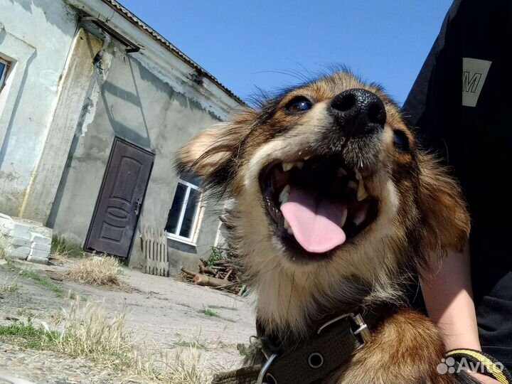 Собака в добрые руки