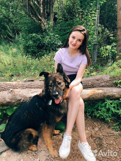 Выгул собак, няня и передержка для животных