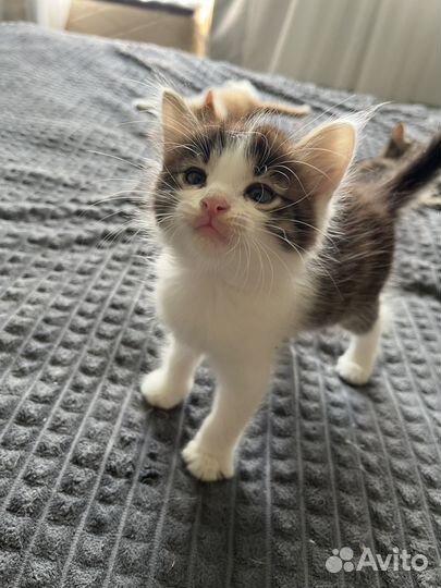 Отдам в добрые руки котят