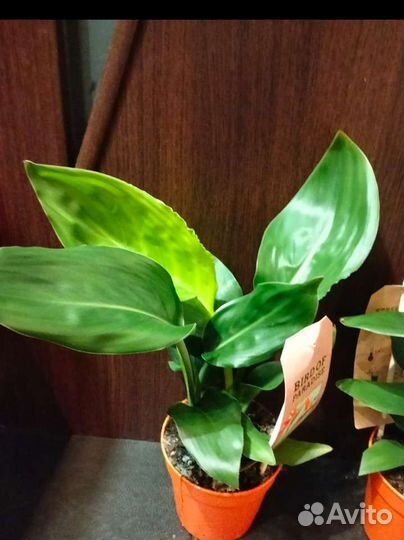 Стрелиция королевская