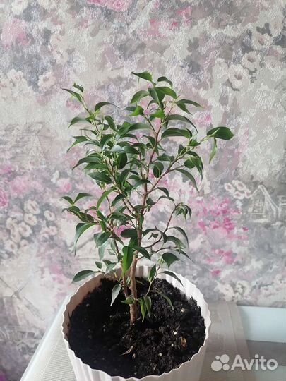 Фикус Бенджамина мелколистный