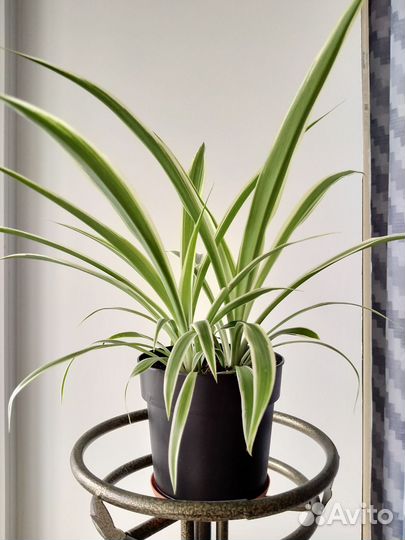 Хлорофитум