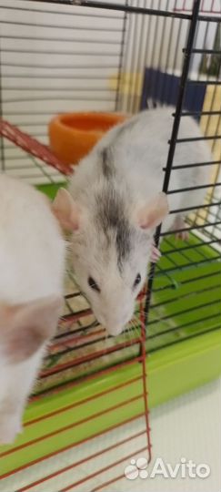 Крысы дамбо