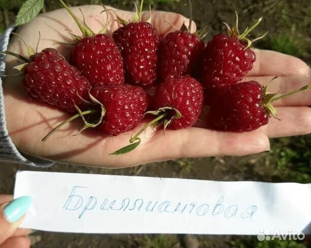 Саженцы ремонтантной малины Бриллиантовая