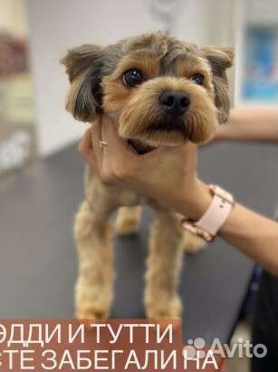 Йорк на вязку