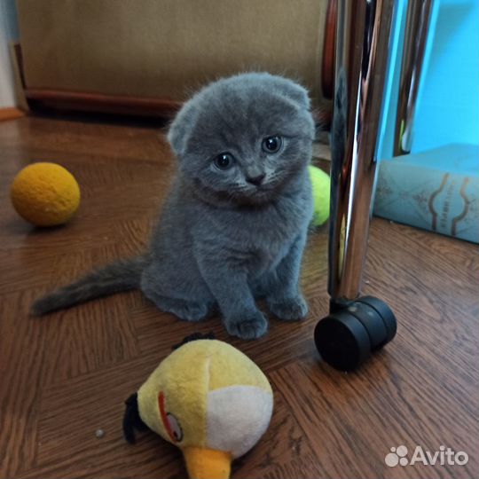 Шотландские котята