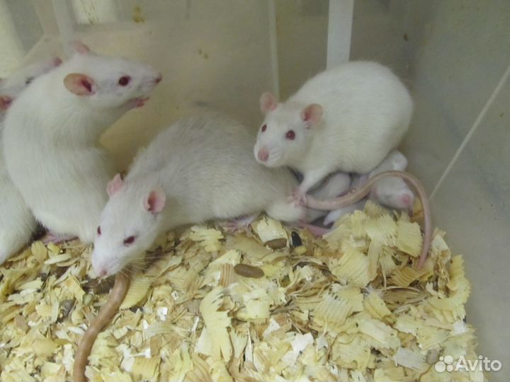 Кормовые объекты (мыши, крысы)