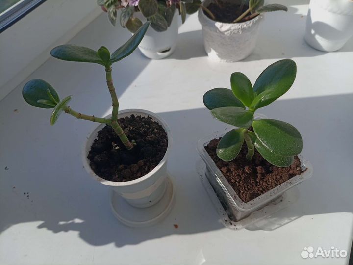 Толстянка (денежное дерево)