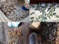 Уничтожение тараканов клопов сэс дезинфекция