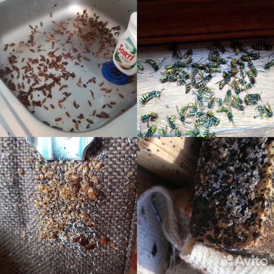 Уничтожение тараканов клопов сэс дезинфекция