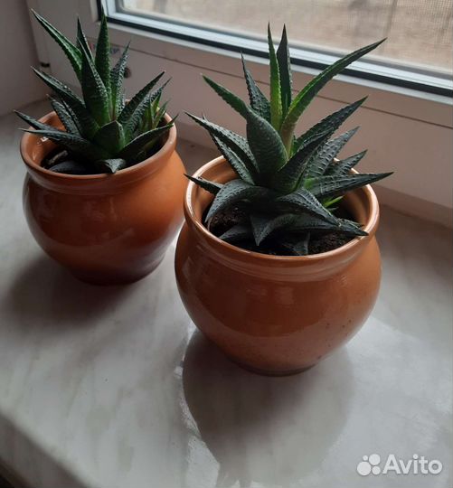 Комнатные растения