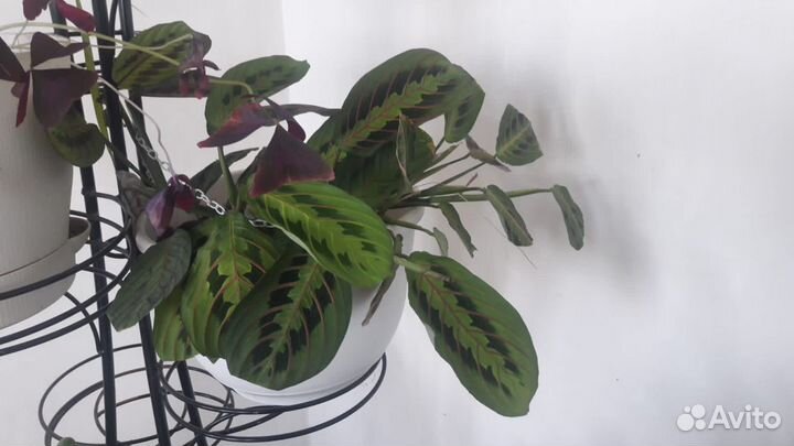 Шефлера, юкка