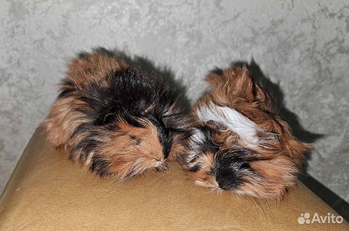 Малыши морских свинок