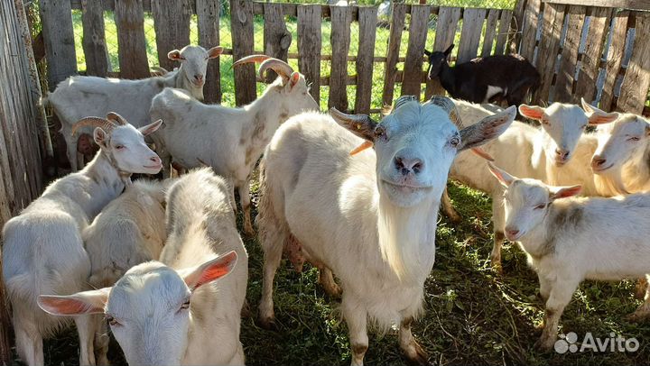 Обмен на телку