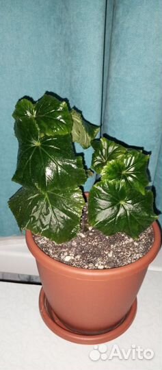 Плющ варигатный бегония