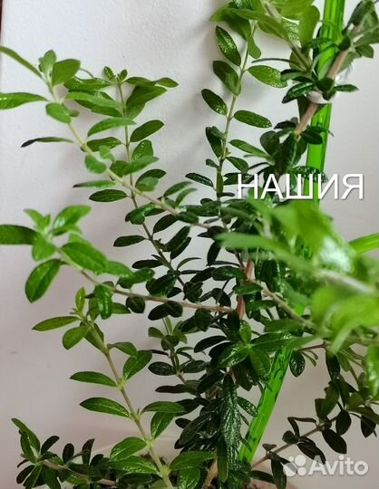 Нашия инагуенсис(Nashia inaguensis)