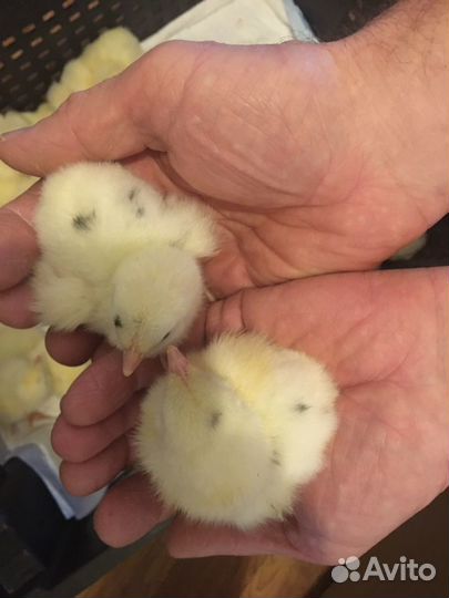 Цыплята бройлера кобб500 Испания