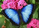 Живые Тропические Бабочки Подари Частичку Лета т88
